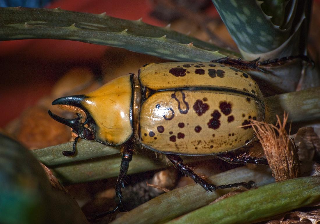 BH09_07_1721a.jpg - Eastern Hercules beetle,  Dynastes tityus.   Sieren and I went out to the new Infantry Museum to see Star Trek in the IMAX theater (great show, by the way).  On the way back to the van after the movie, we found quite a few large beetles and other insects attracted to the very bright lamps in the parking lot (it's right across the street from Oxbow Meadows so I imagine there are a bunch of critters there who just can't resist a place like this where they can party at night. We took this fellow home, I stuck him on one of Beth's aloe plants and took a few quick shots with off-camera flash ... pretty good under the circumstances (try hand-holding a 300mm macro in one hand and a flash in the other ;-).  Then Beth called me inside for a minute so I put him under an inverted Tupperware container with the intention of coming back to shoot more photos with the light on a stand and a fill reflector.  There's nothing in the photo to really provide a sense of scale, but this guy was BIG, (he spanned three fingers, about 2 1/4") and very strong.  In the few minutes I was inside, he head-butted the 6" Tupperware container until it slid over the edge of the table and made his escape.  Gotta admire his spirit and determination, I didn't even try to look for him, just wished him luck.