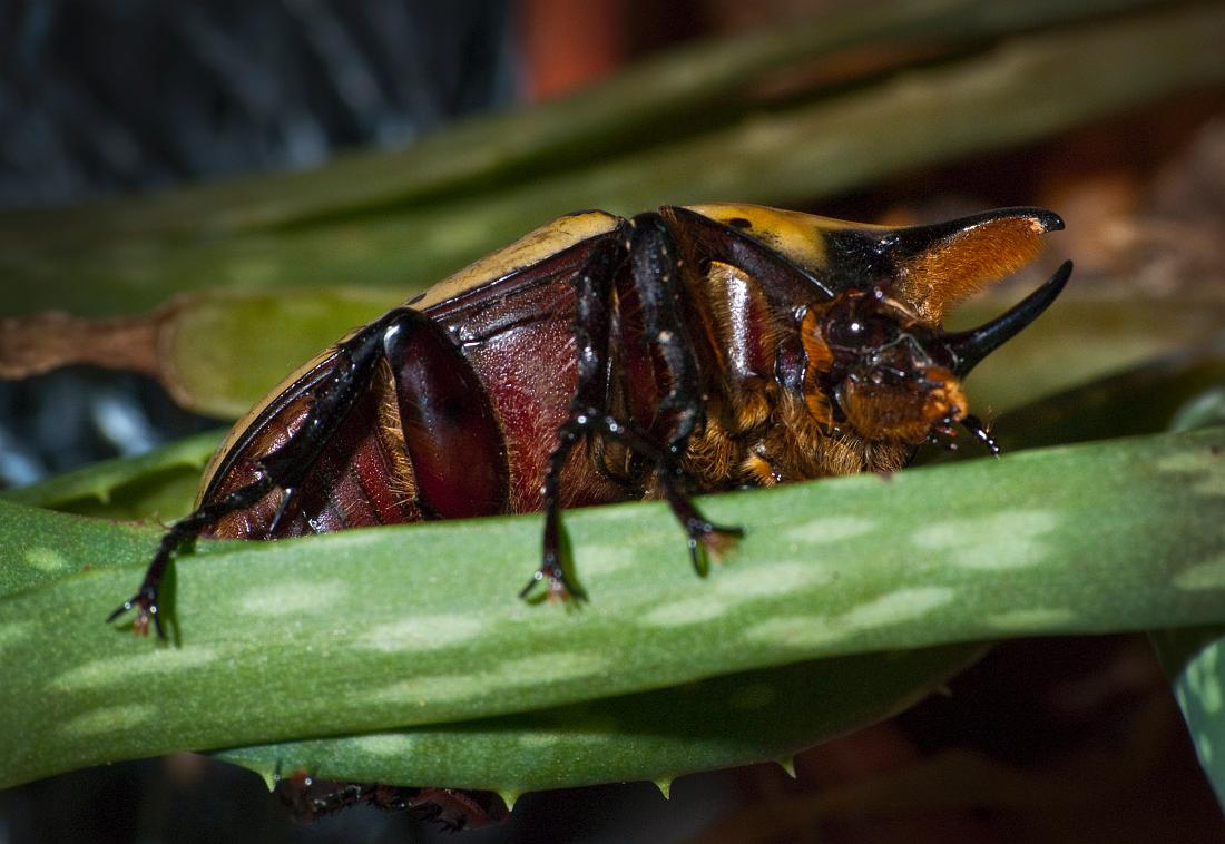 BH09_07_1722a.jpg - Eastern Hercules beetle,  Dynastes tityus.   Getting a good photo of this fellow was quite a juggling act, especially since he was constantly on the move and very strong... every time he managed to get his feet wrapped around a finger it took quite a bit of finesse to get him unattached (note the size of the two very large hooks on each foot).