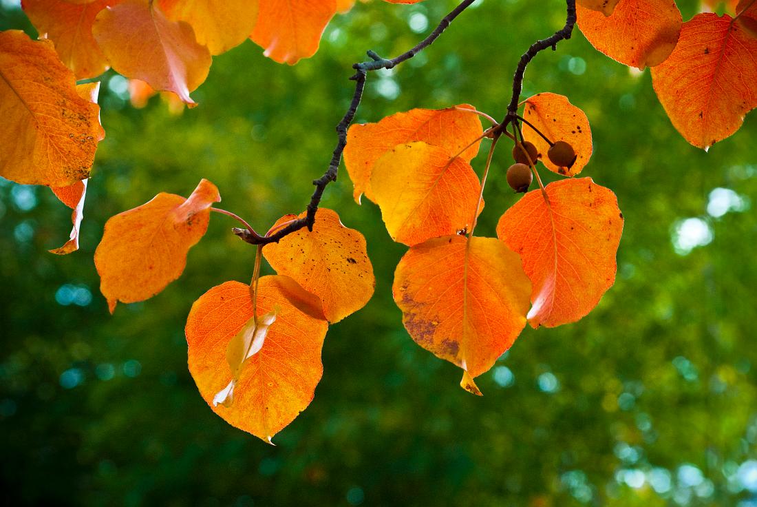 DSC_9447a.jpg - Autumn foliage on an ornamental pear tree in our back yard.