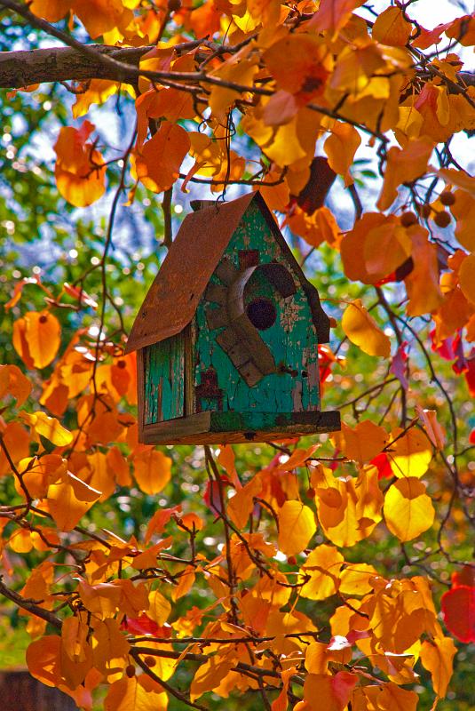 DSC_9452a.jpg - Birdhouse and pear tree.