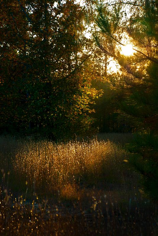 BH09_11_1869_66.jpg - Fall photo taken in a friend's back yard.