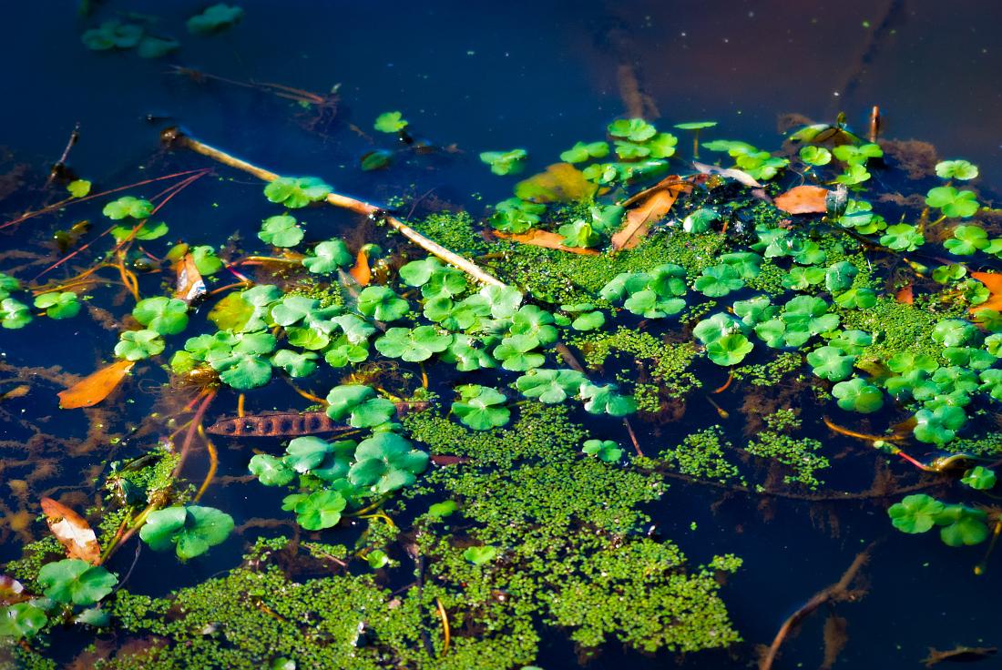 BH10_01_1990a.jpg - Water plants at Oxbow Meadows