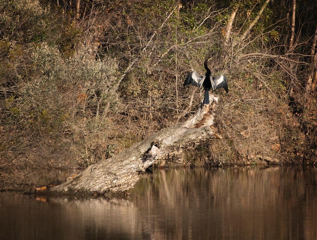BH10_01_2181c.jpg - Anhinga drying its wings.  The lack of waterproofing in their feathers decreases their buoyancy, allowing them to dive more efficiently.  Unfortunately, it also means they have to take time to dry out their feathers.