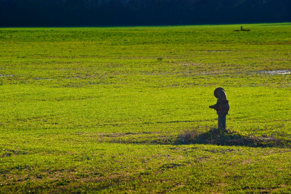 BH10_01_2200b.jpg - The Columbus Water Works has two huge waste dispersal fields at Oxbow Meadows.  The deer love to feed here.