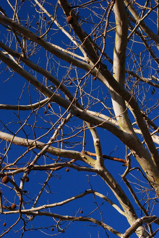 BH10_01_2202a.jpg - Sycamore tree.