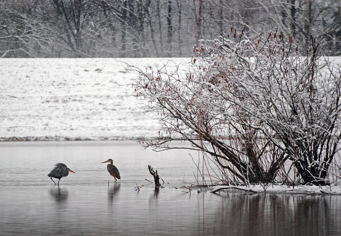 BH10_02_2258a.jpg - We had a nice snowfall this year, pretty rare for this area.  I stopped by Cooper Creek Park on my way home from work to take some photos before it all melted.