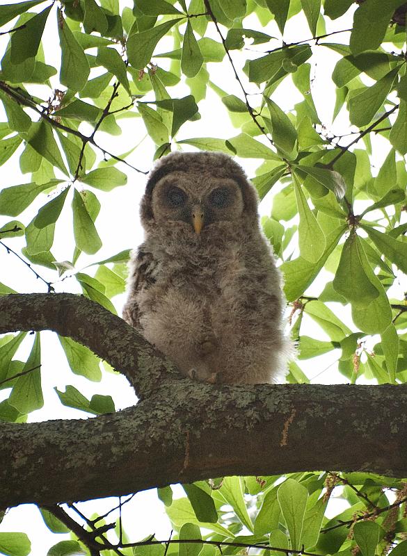 BH10_04_2478b.jpg - He checked us out pretty closely and didn't seem to upset by the barking dog and the photographer who was leaning against a tree trying to steady his camera in the fading light.  After I got a few safety shots, I ran inside to get my tripod.