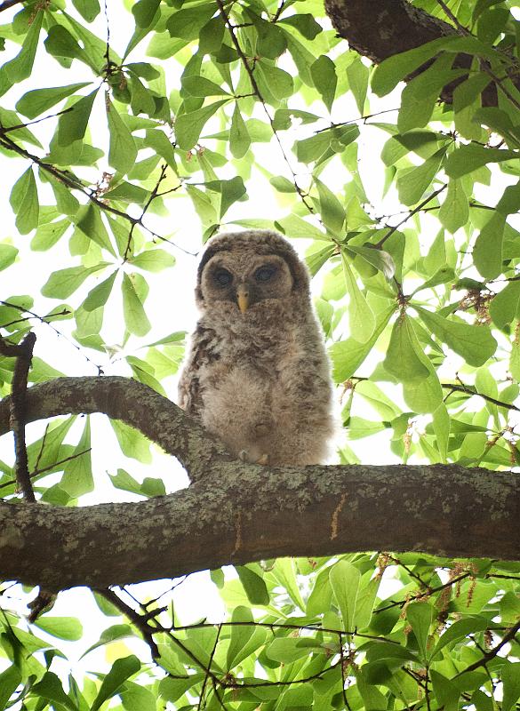 BH10_04_2483a.jpg - A few days later, Beth called me at work and said the owls were back, this time more than one.  By the time I got home it was still light, and when I got my camera pointed at one in a tree in our neighbor's yard, I could see he was just a baby.  I grabbed a few quick shots, not knowing how long he'd stay.