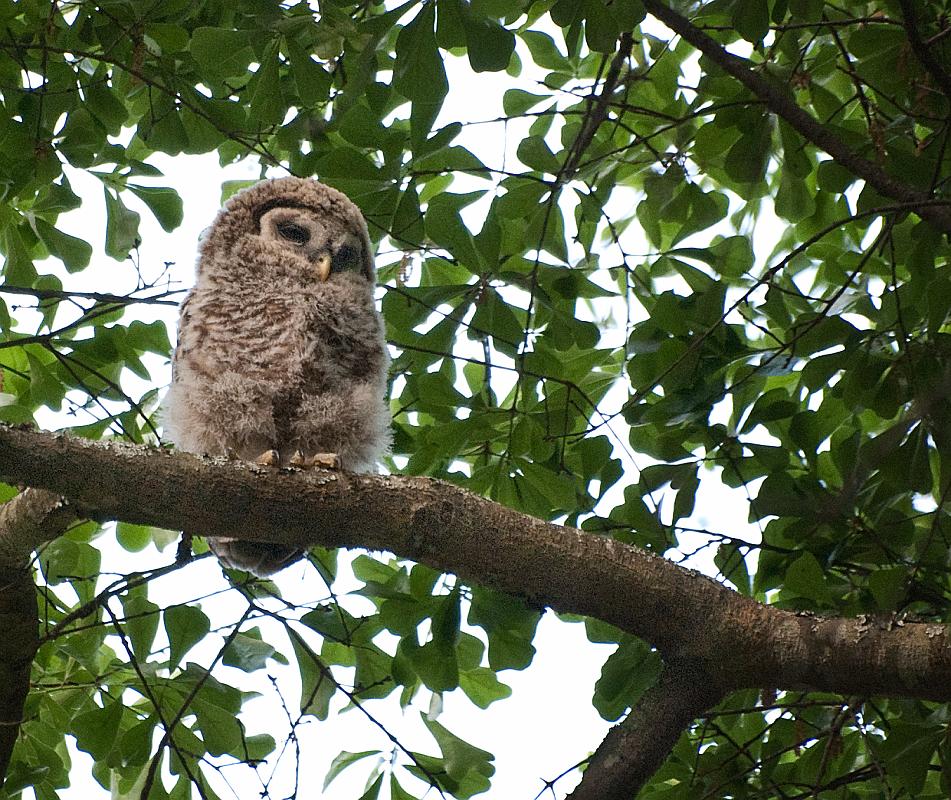 BH10_04_2490a.jpg - As I was setting up my tripod, I saw another baby in a different tree across the street.  His feathers seemed a bit more developed so I assumed he was the older of the two.  As is typical of many birds, the first one to hatch gets a head start on the others, he'll end up being more aggressive which means he'll be better fed... a few days or sometimes even a few hours will make a significant difference in their overall development by the time they're a month old.