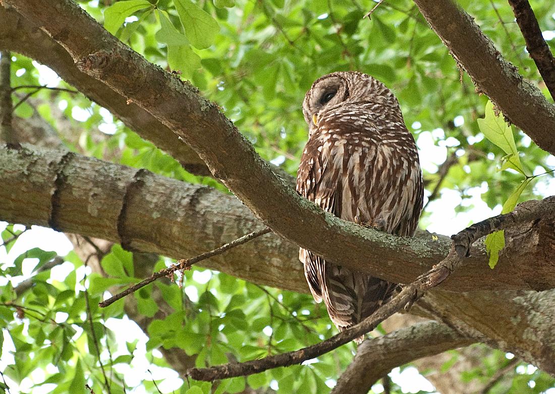 BH10_04_2507a.jpg - Though the owls were in three different trees in three different yards, mom was only about forty or fifty feet from each baby, and kept a close eye on them both.