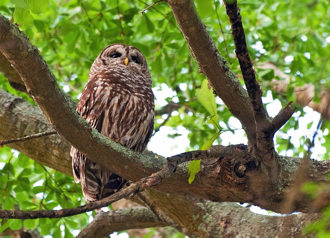 BH10_04_2513b.jpg - In a third tree, I found mom.  She was possibly the same owl we'd seen a few nights earlier.