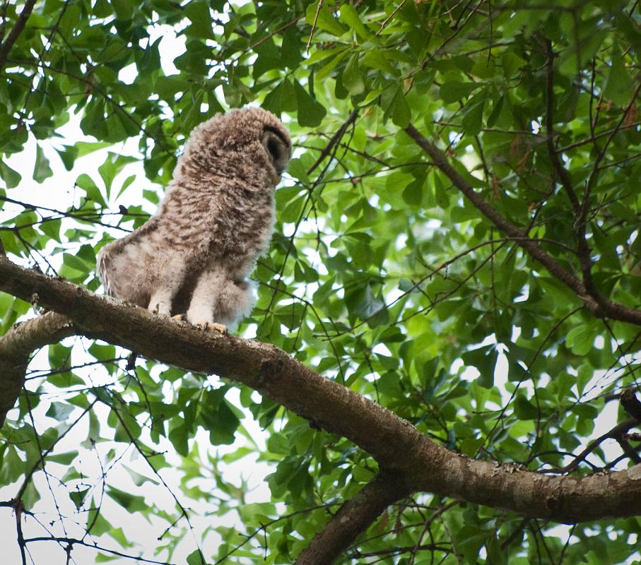 BH10_04_2520a.jpg - ... and stretching himself into all sorts of strange poses.  He flapped his wings a few times and I thought he might fly away but he stayed put.