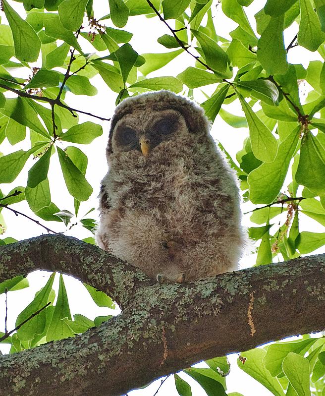 BH10_04_2539a.jpg - Two of the trees were on one side of the  street, one was on the other... I had to change positions a lot to get good views through the branches, but most of the time I had my tripod set up in the middle of the street, which meant I had to move every time a car came by.  A few folks stopped their cars to see what was going on, pretty soon it was a party.  But none of the owls seemed to mind.