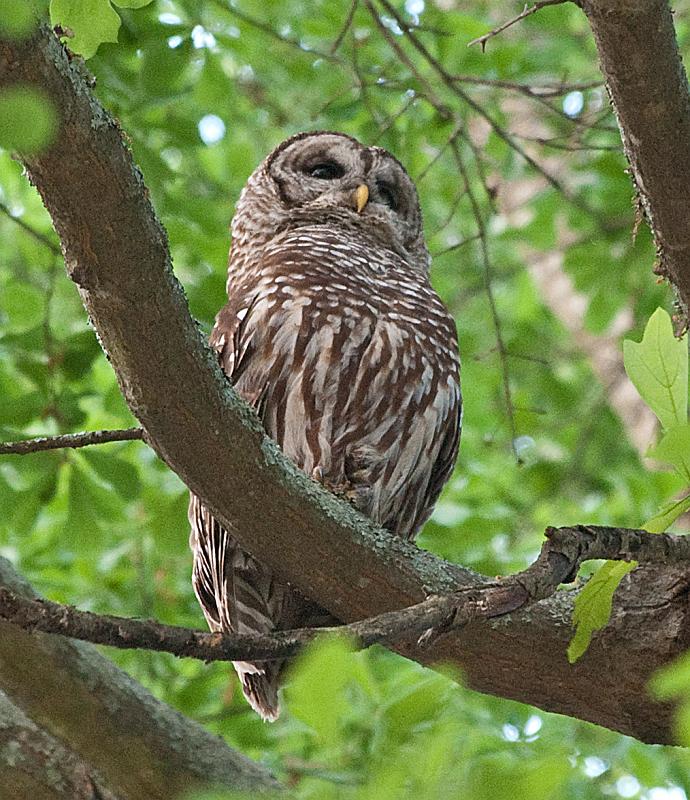 BH10_04_2557a.jpg - Momma owl started to perk up a bit as the sun sank lower and lower... probably checking out some prospects for dinner.  Thank goodness for tripods... this was shot at 1/3rd of a second.