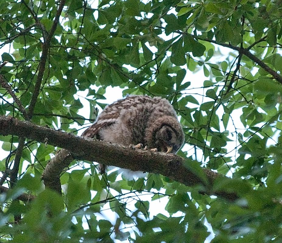 BH10_04_2567a.jpg - In fact, this little guy looked like he was trying to find a comfy spot to lie down for a snooze, tho he probably was just trimming his toenails.   Finally, the light got too dim and my shutter speed was getting too low, so I took the hint and called it a night.  Maybe they'll be back tomorrow.