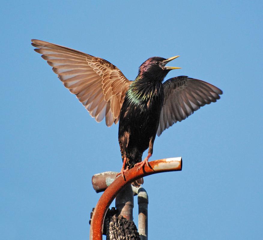 BH10_2631a.jpg - Thiis mama starling built a nest on the roof of the TV station and loudly protected her territory.  Even the red-tailed hawk that perched on the antenna tower didn't seem to scare her.