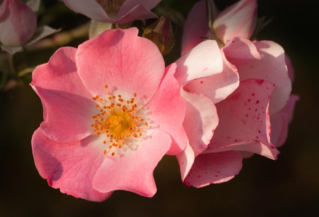 BH10_2759a.jpg - Cherokee rose