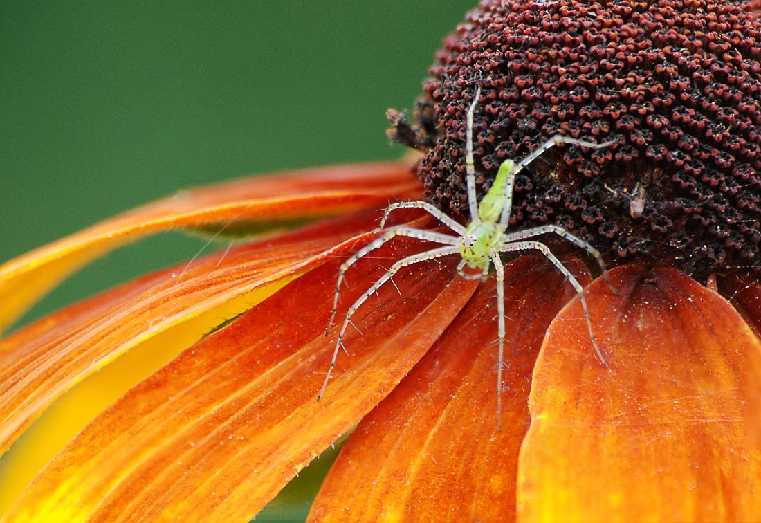 BH10_2798_99_01_03_a.jpg - Green Lynx Spider  (Peucetia viridans) .  This is a composite of several images that were blended to extend the depth of field.