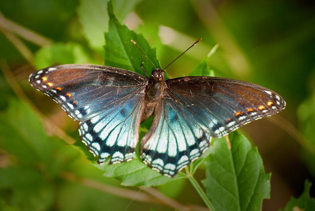 BH10_2814a.jpg - Red-spotted Purple  (Limenitis arthemis) 