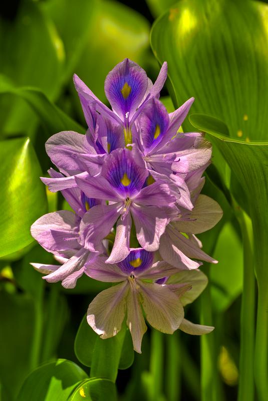 BH10_2820_HDR2_tonemapped.jpg - Water Cabbage  (Pistia stratiotes)  at Oxbow Meadows