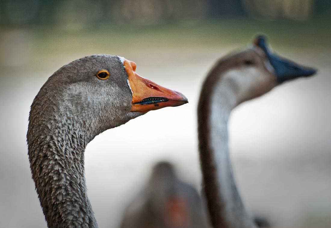 BH10_3217a.jpg - Domestic geese, Cooper Creek Park, Columbus, GA