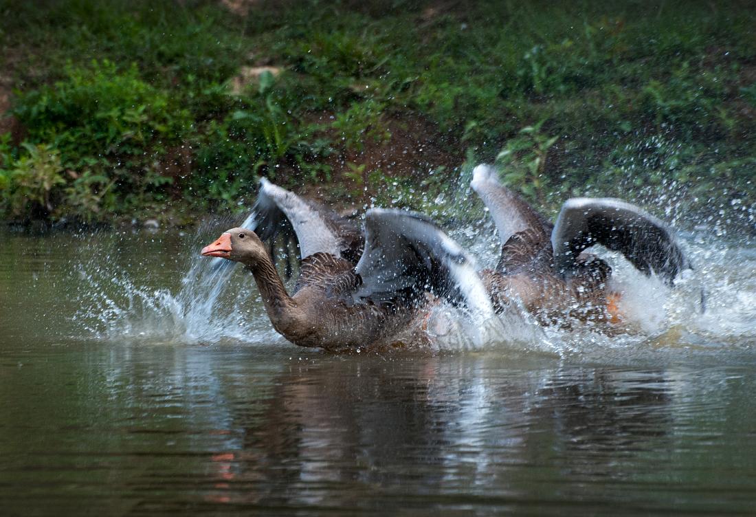 BH10_3259a.jpg - Two geese having a disagreement, Cooper Creek Park.
