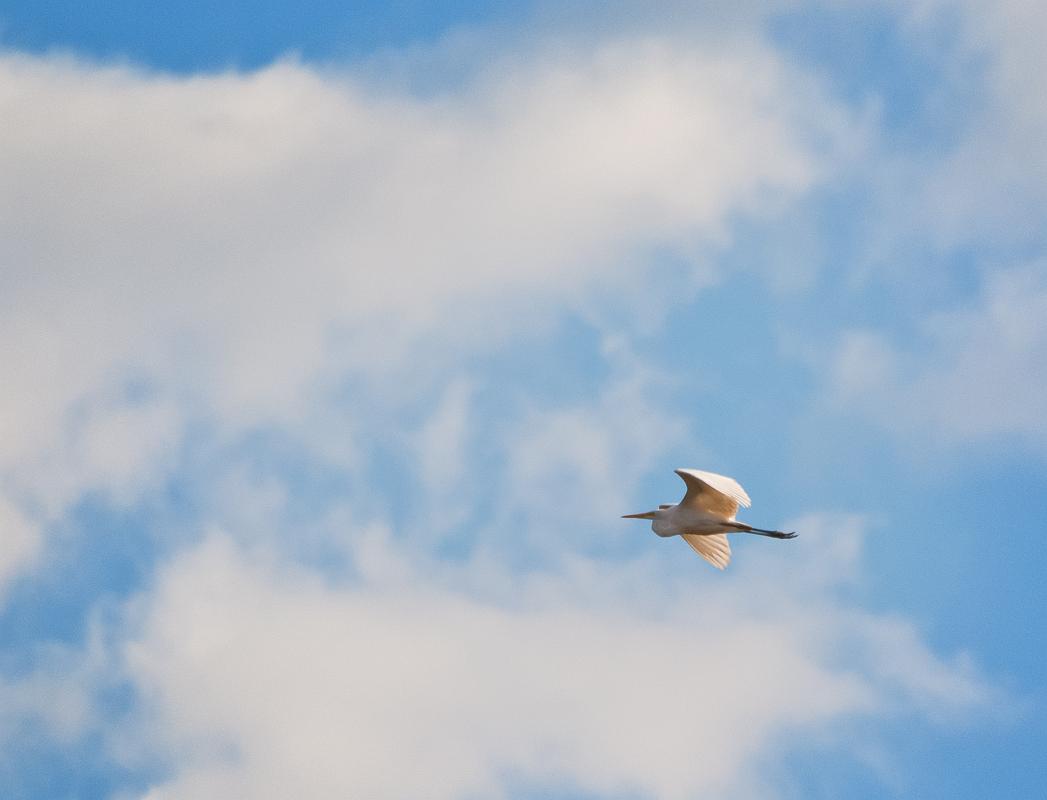 DSC_4031a.jpg - Great White Egret
