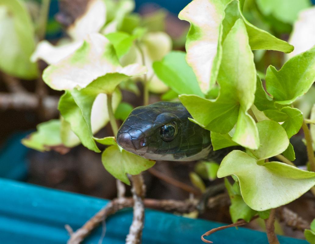 BH10_3306a.jpg - This little guy was hanging out in one of the planters on the deck.