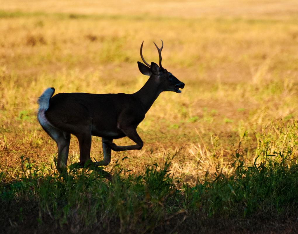 BH10_3559a.jpg - This was shot at the edge of a large field at Oxbow Meadows where the deer like to graze in the evening.
