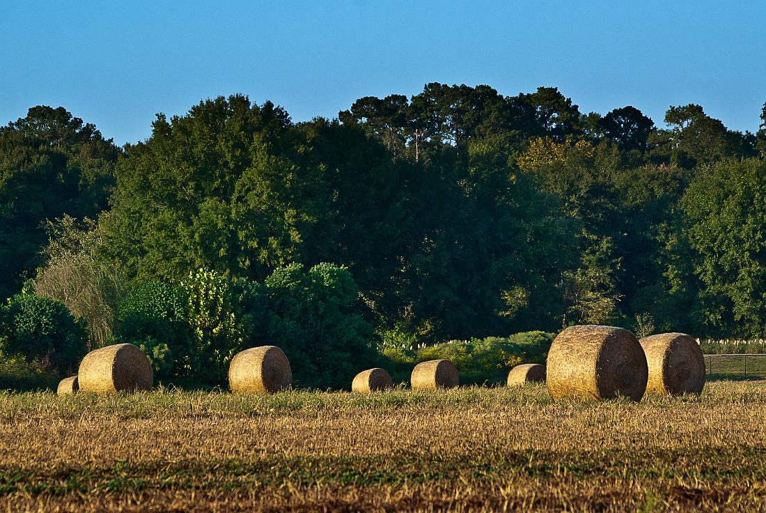 BH10_3578a.jpg - Field at Oxbow Meadows