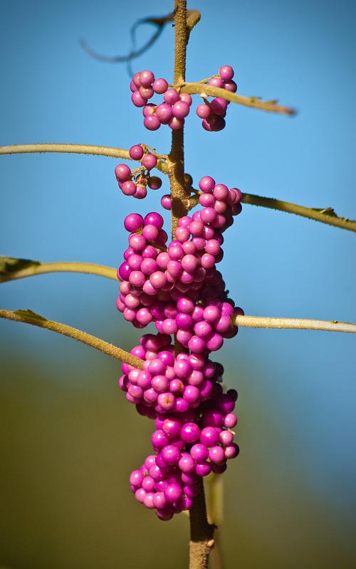 BH10_3671a.jpg - Callicarpa bodinieri, I think.