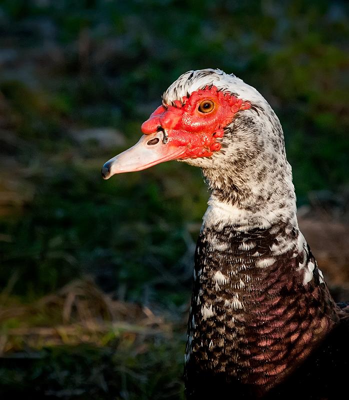 BH10_3897a.jpg - Duck at Flat Rock Park.