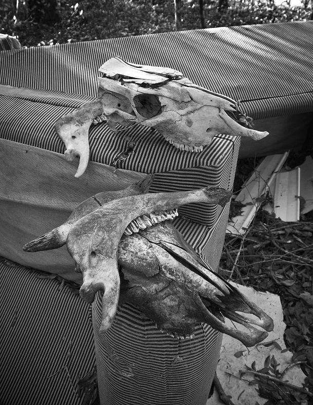 BH10_4112a.jpg - Found in the woods.... two sofas and two cow skulls.