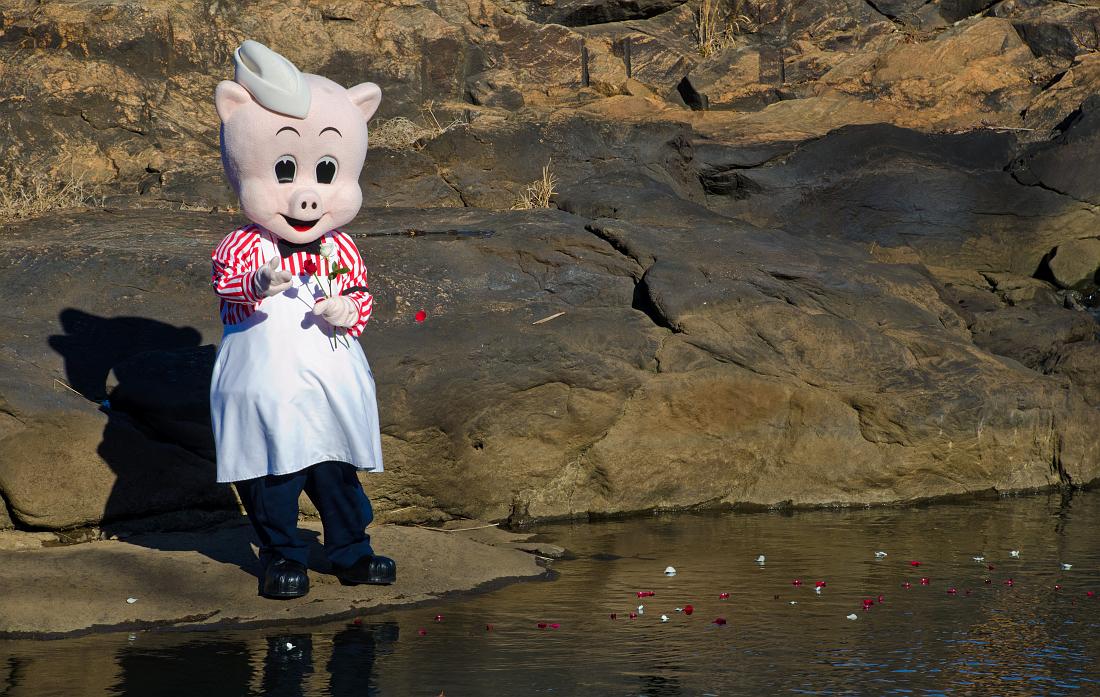 H11_4724a.jpg - Lonely pig dreaming about Valentine's Day.