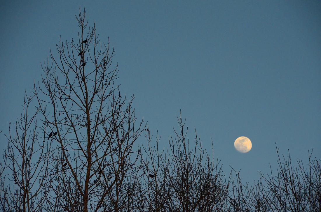 H11_4823a.jpg - Moon and red-wing blackbirds at Oxbow Meadows
