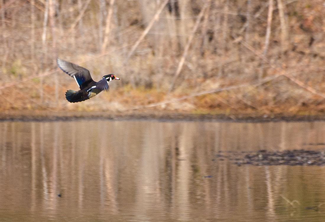 H11_4853a.jpg - Wood duck at Oxbow Meadows