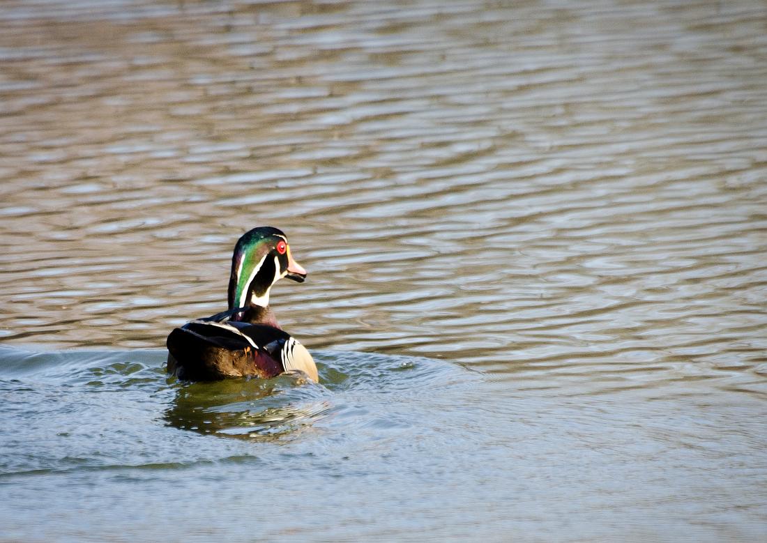 H11_4860a.jpg - Wood duck at Oxbow Meadows