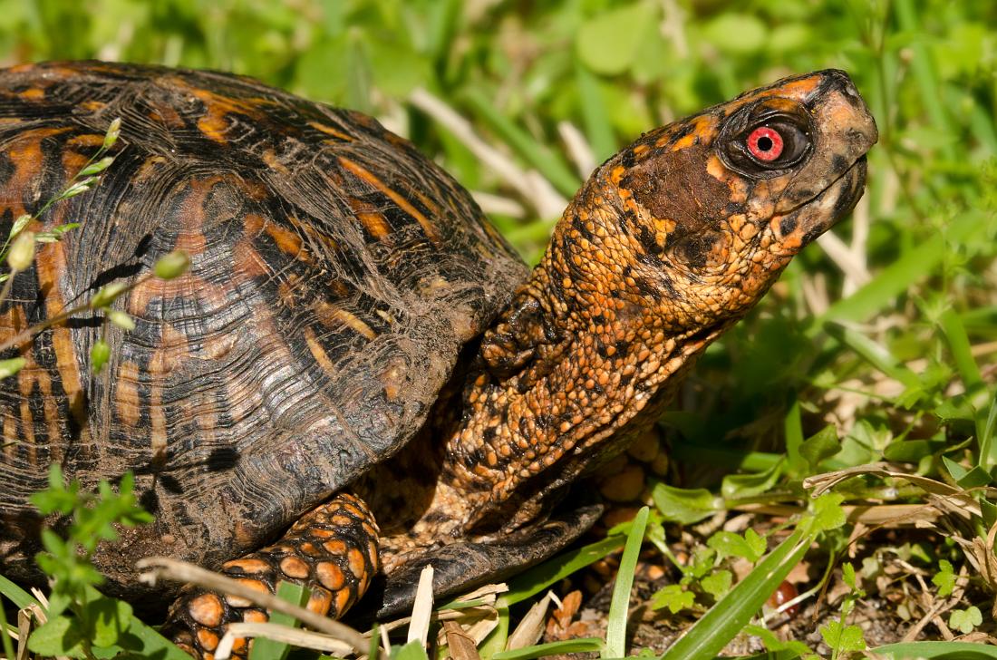 H11_5374a.jpg - Eastern Box Turtle