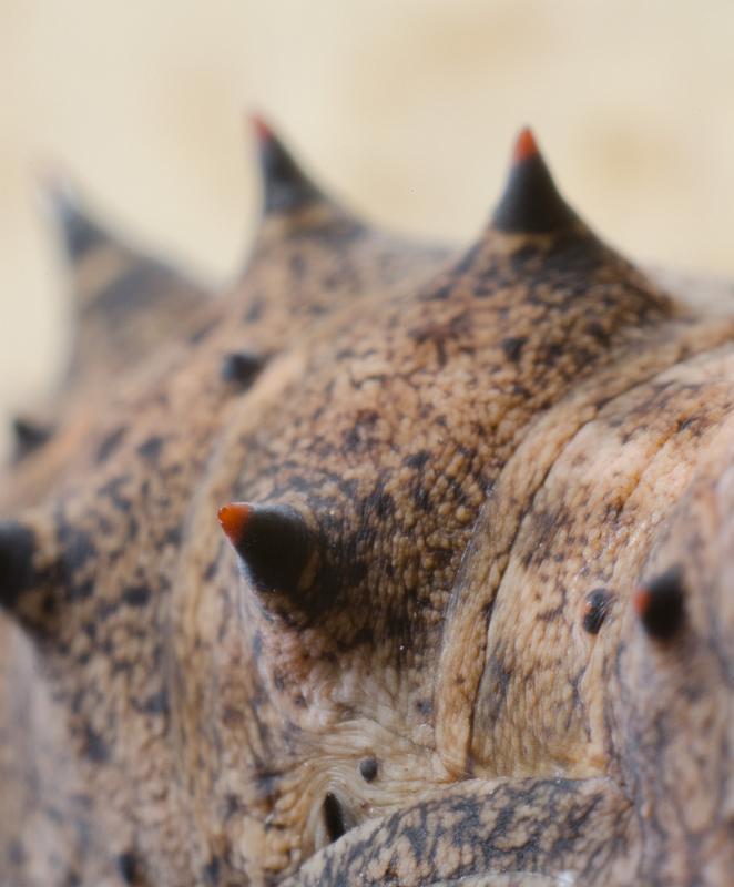 H11_5430a.jpg - Butterly cocoon, aproximately 6x magnification.