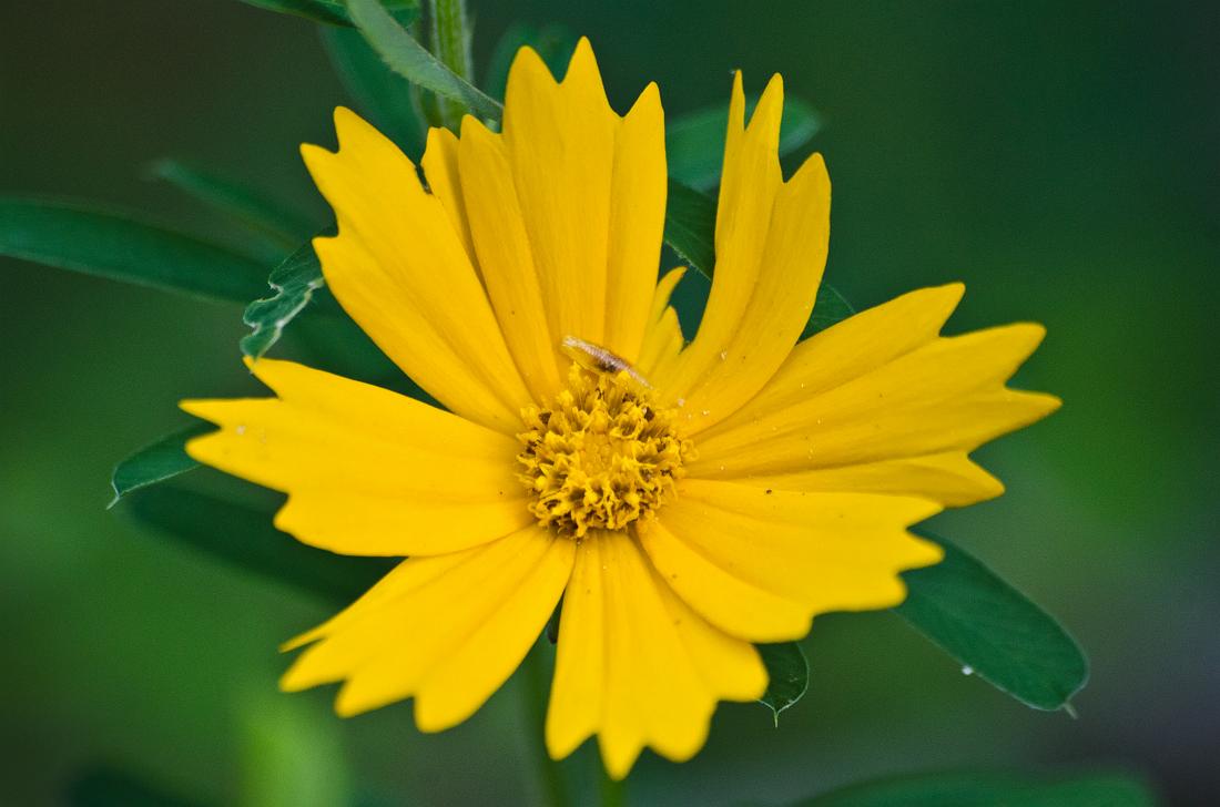 H11_5510a.jpg - Yellow Flower, Standing Boy park.