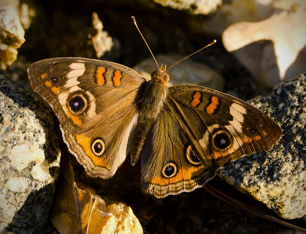 H11_5519b.jpg - Buckeye butterfly, Standing Boy park.