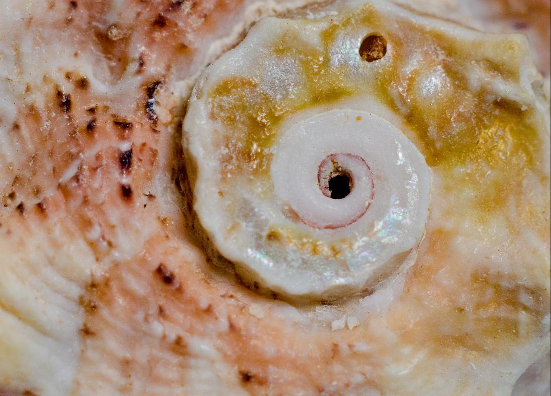 H11_5538a.jpg - Seashell.