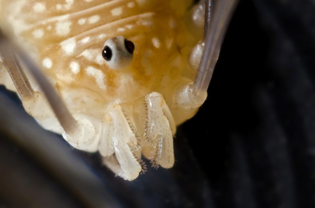H11_5573a.jpg - Baby Harvestman spider, approximately 10x magnification.  Nikon PB-4 bellows, reversed 28mm lens.