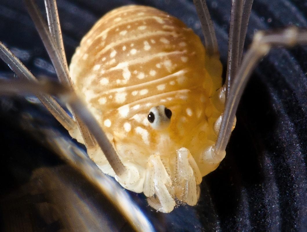 H11_5576a.jpg - Baby Harvestman spider. Nikon PB-4 bellows, reversed 28mm lens.
