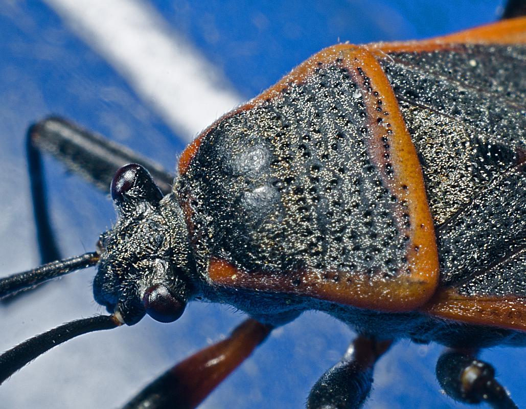 H11_5612a.jpg - Bordered plant bug