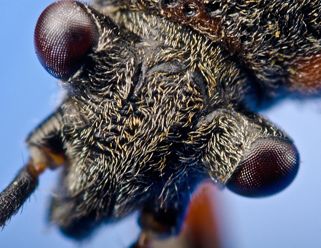 H11_5640a.jpg - Bordered plant bug head