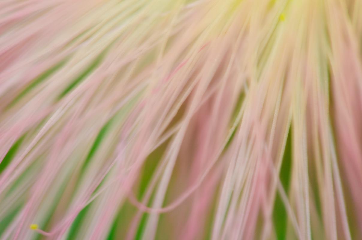 H11_5846a.jpg - Mimosa blossom