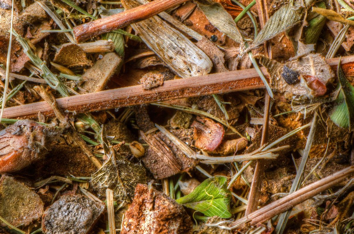 H11_6252b.jpg - Leaf litter