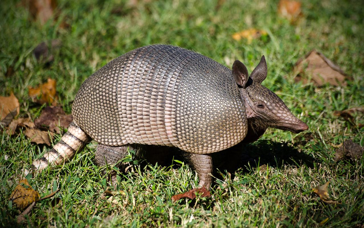 H11_7595a.jpg - Armadillo on the Riverwalk
