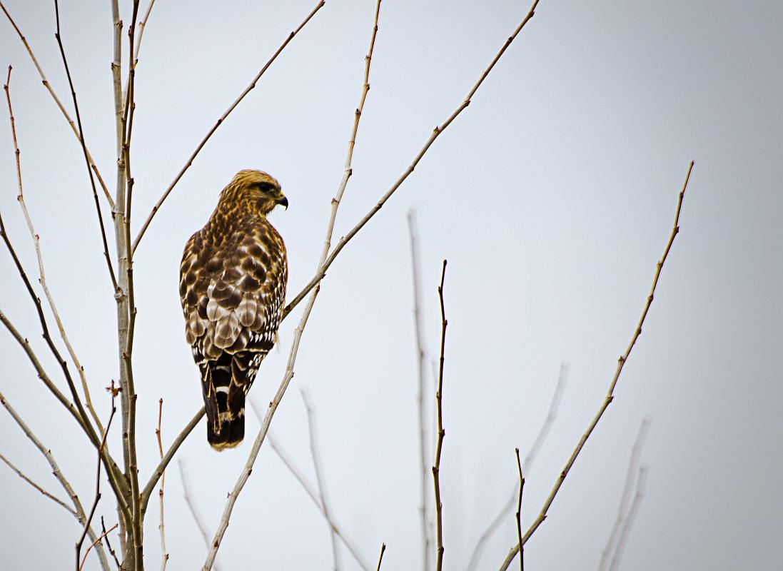 H12_7939a.jpg - Red Tail Hawk on a cloudy day